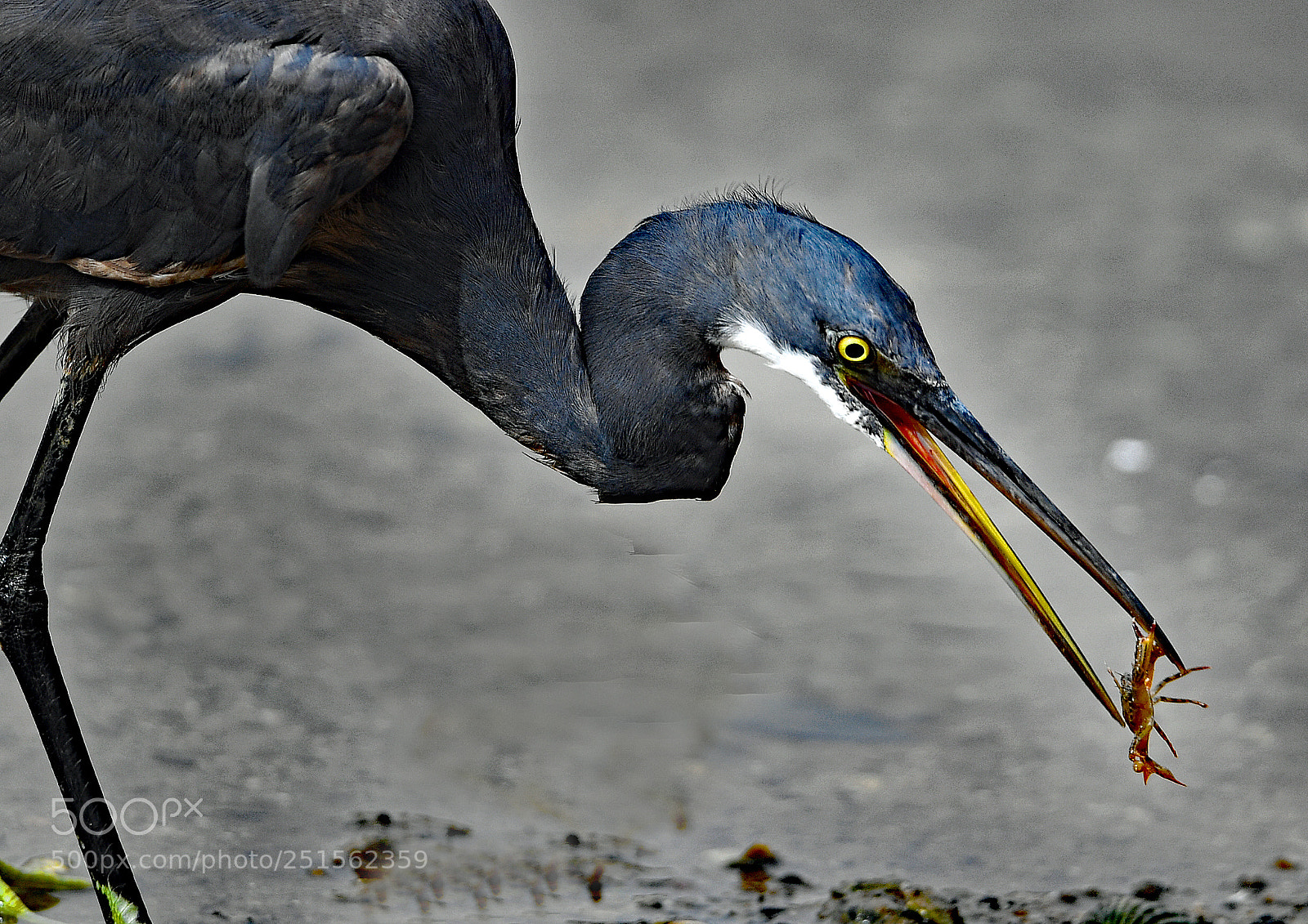 Nikon D5 sample photo. Animaux photography