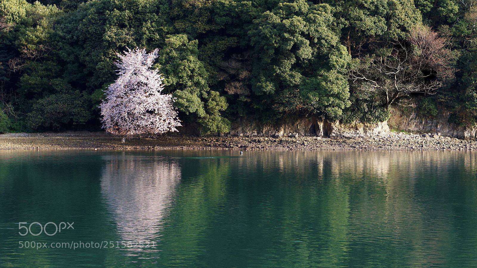 Sony Alpha NEX-5T sample photo. Seaside sakura photography