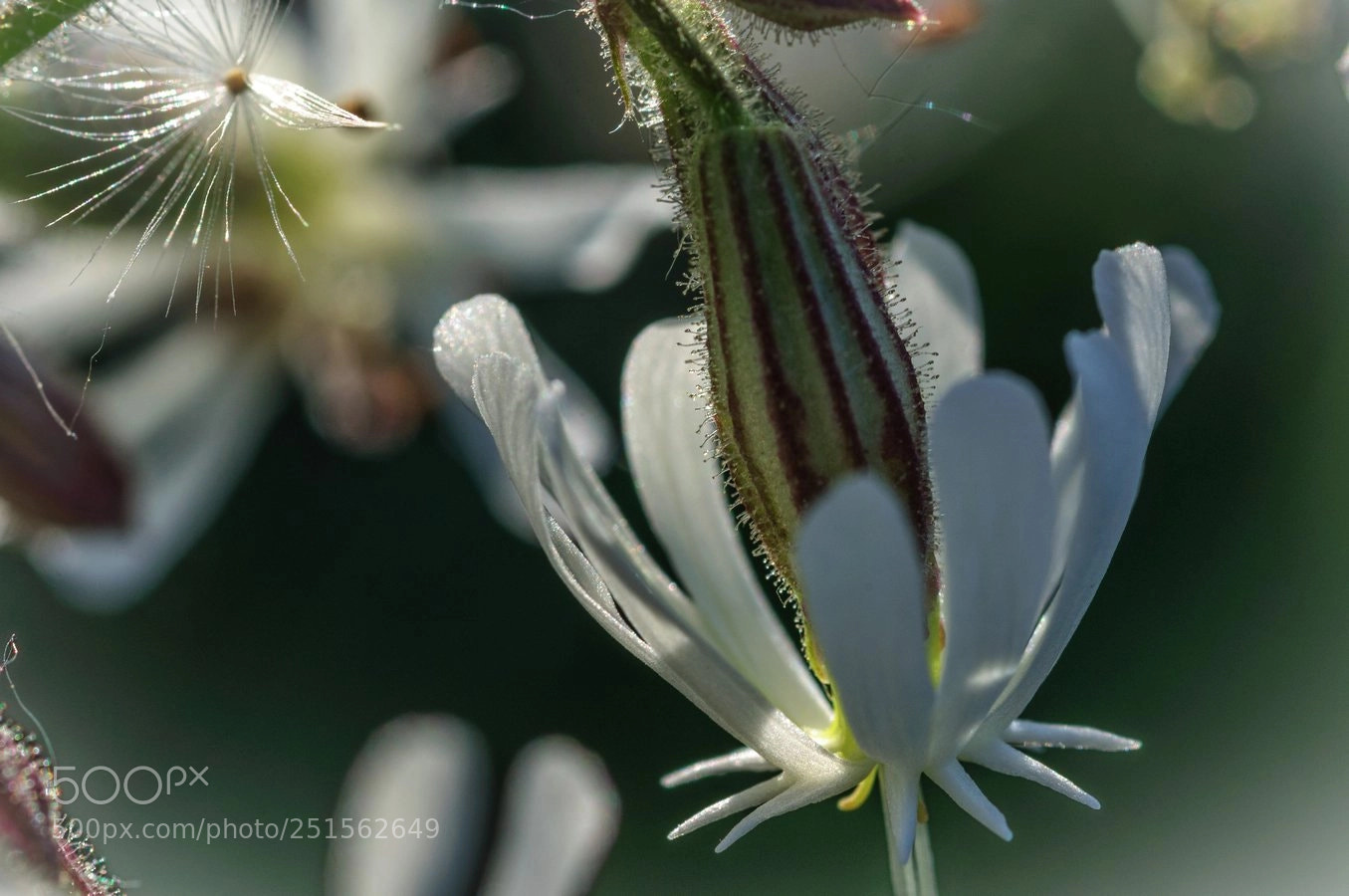 Nikon D90 sample photo. * photography