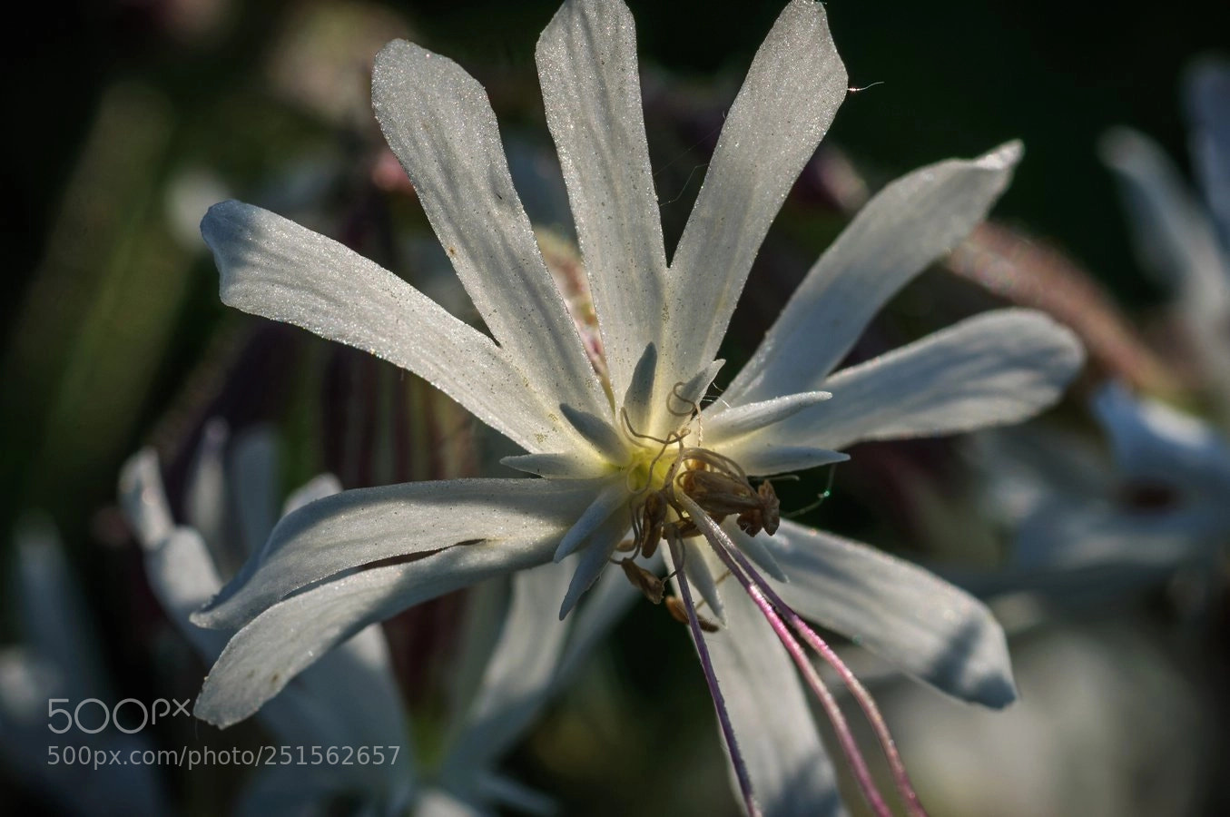 Nikon D90 sample photo. * photography