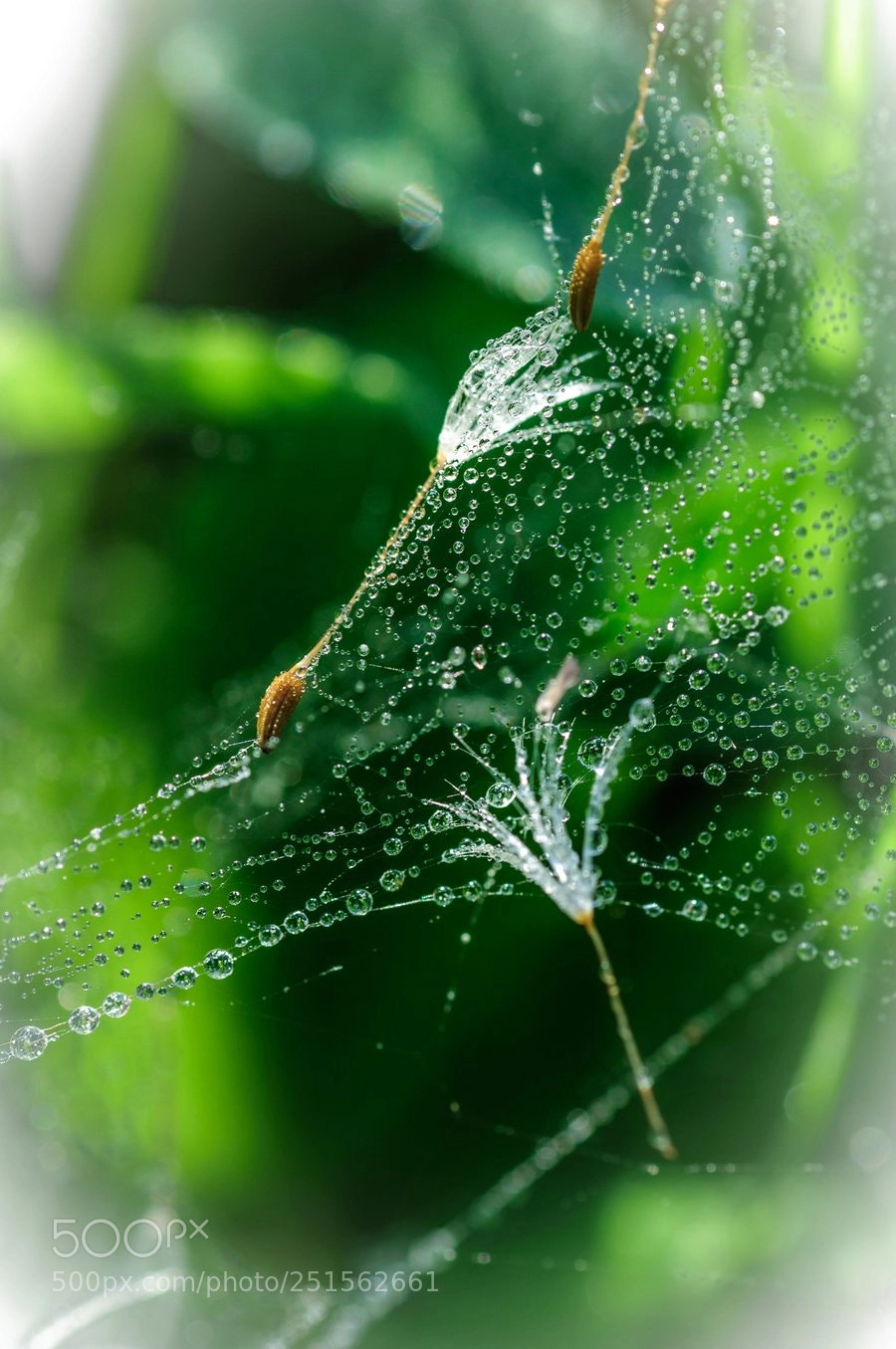 Nikon D90 sample photo. * photography