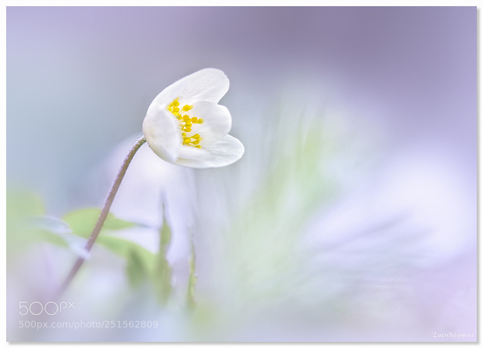 Olympus OM-D E-M1 sample photo. Wood anemone .... photography