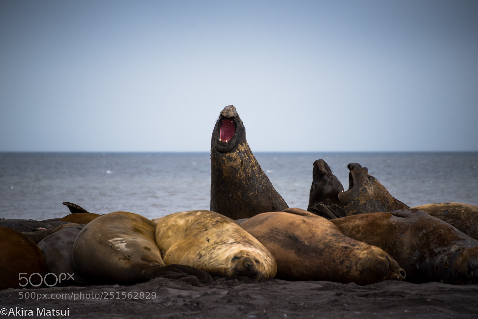 Nikon D810 sample photo. Roaring up to the photography