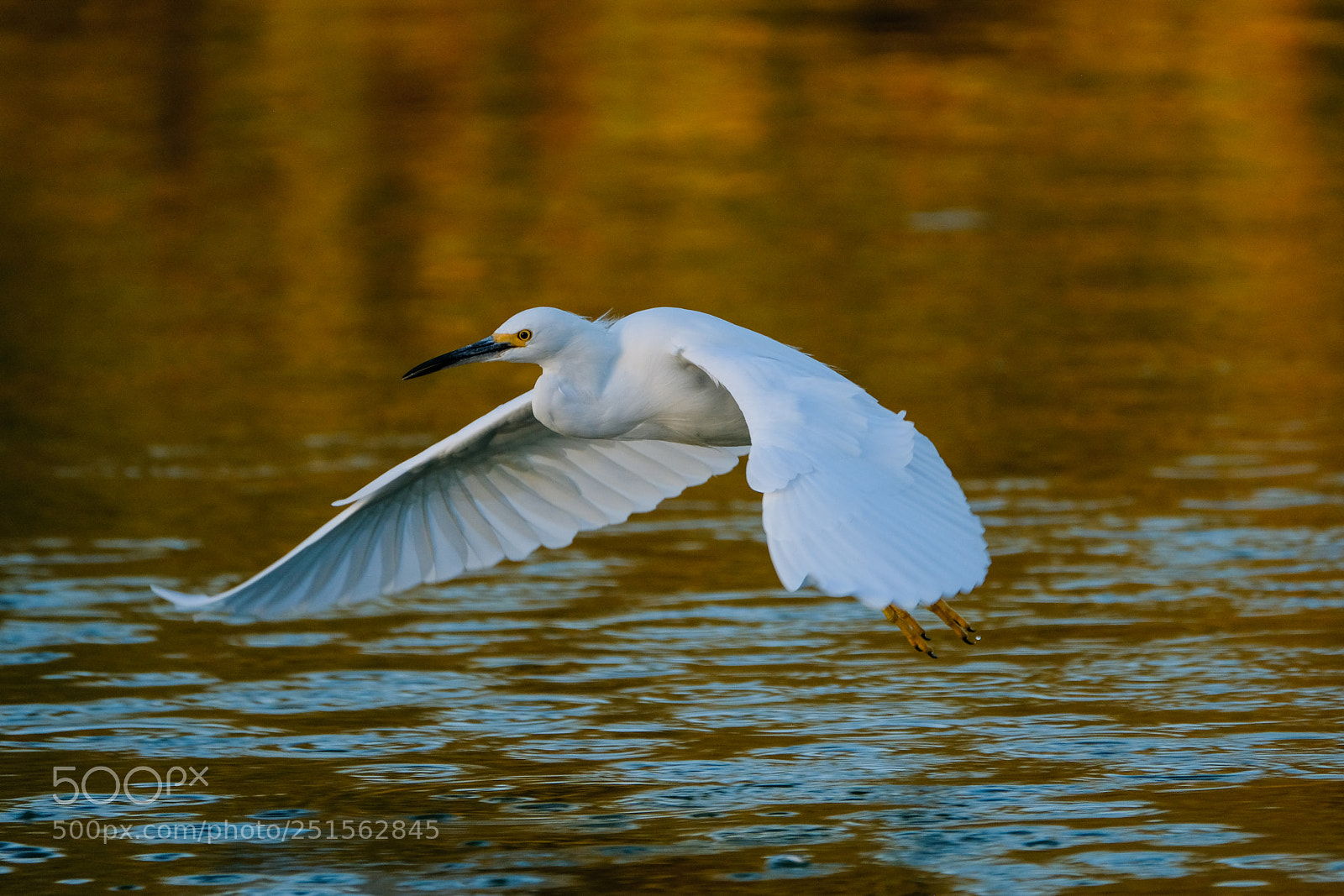 Fujifilm X-T2 sample photo. Snowy egret photography