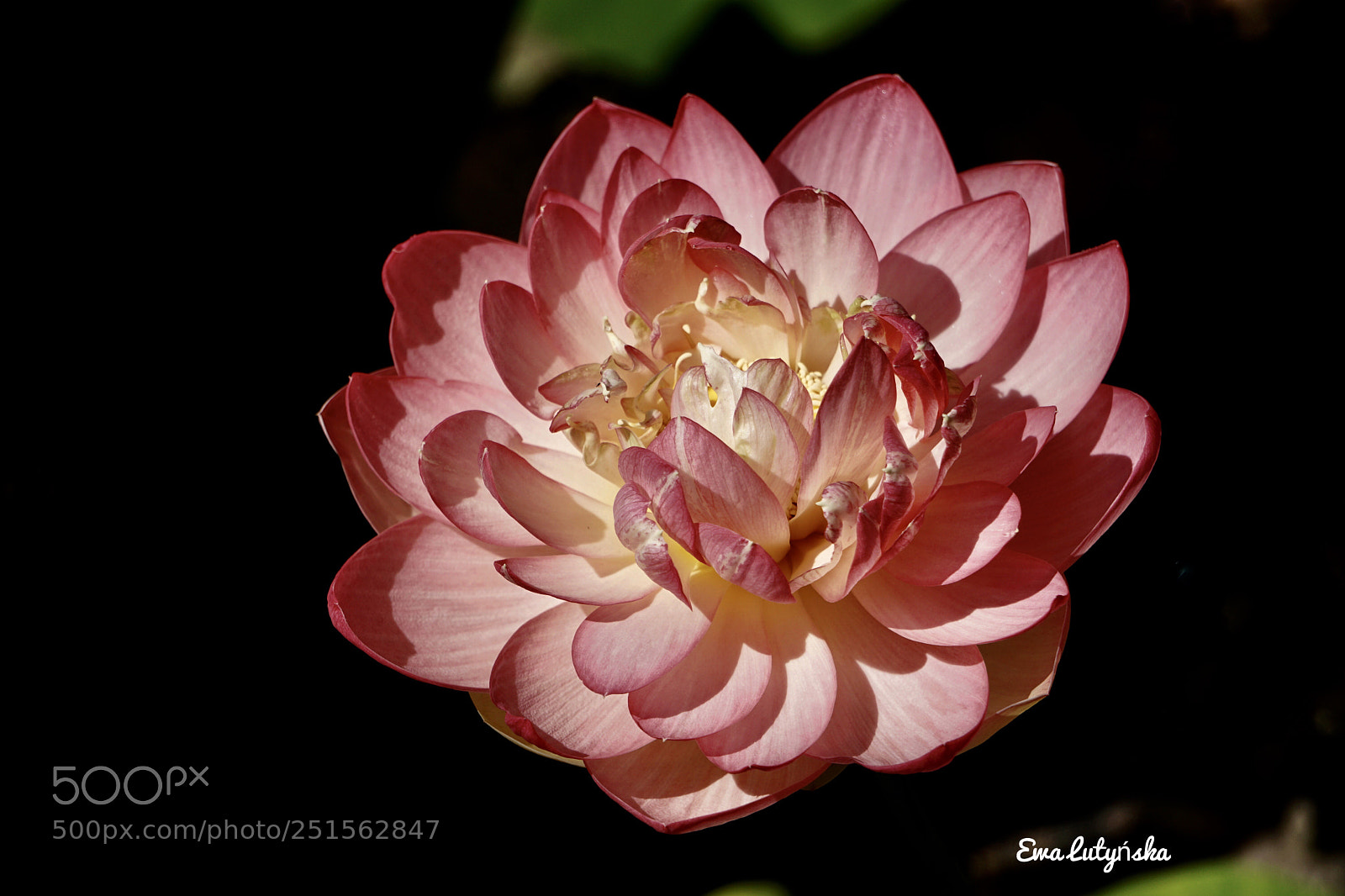 Sony a6000 sample photo. Lotus flower  photography