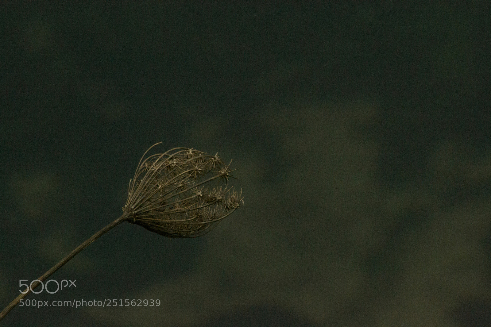 Nikon D3100 sample photo. Flower photography