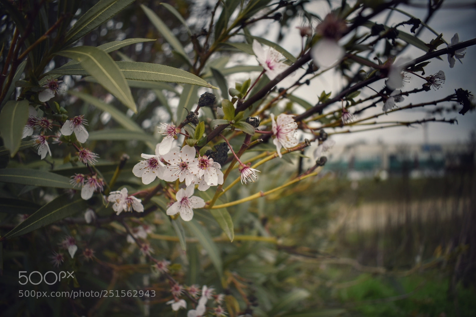 Nikon D5300 sample photo. Spring flowers photography