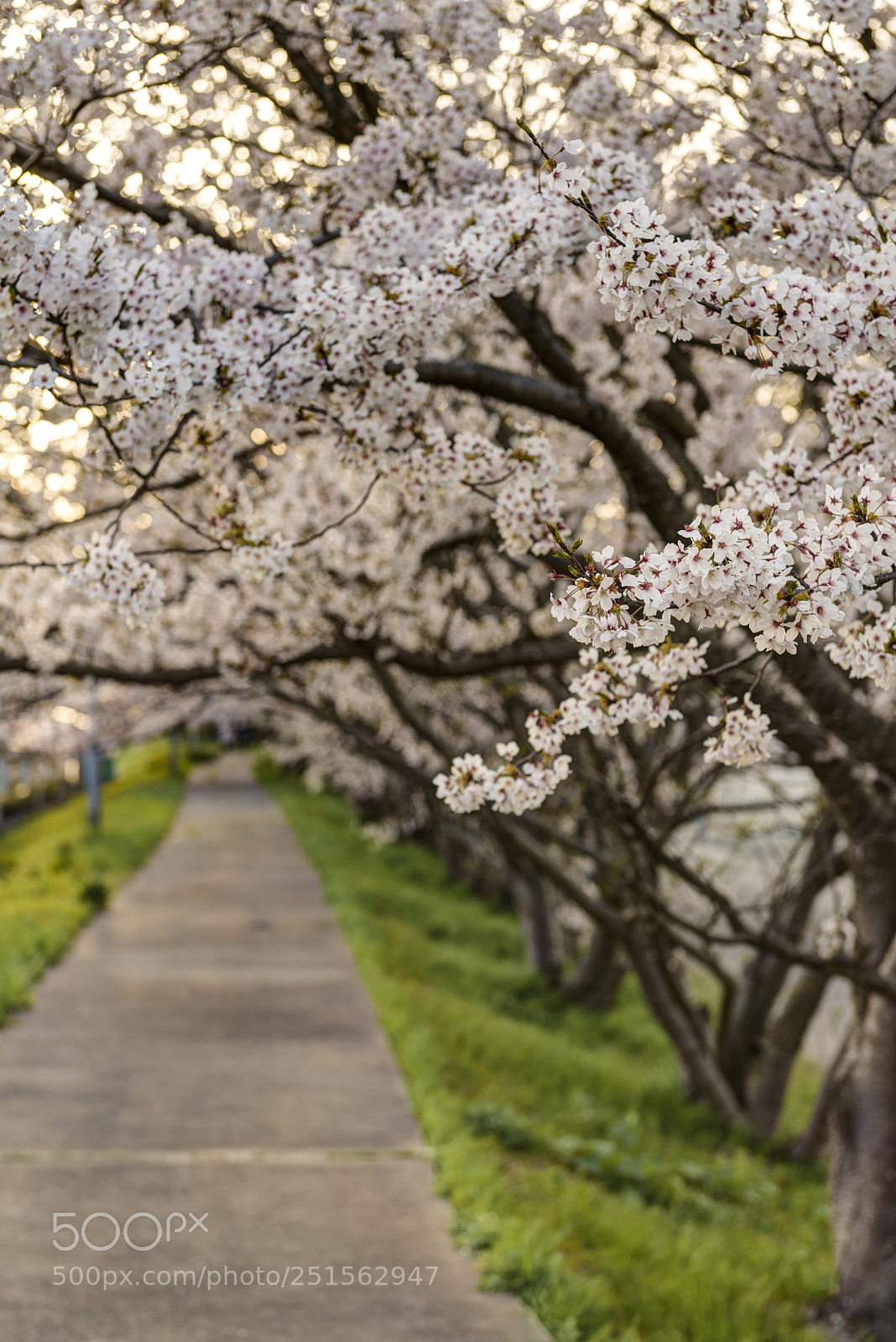 Nikon D800 sample photo. Sakura on evening alley photography