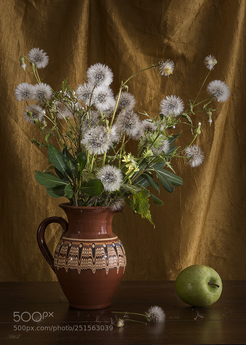 Nikon D810 sample photo. Dandelions photography