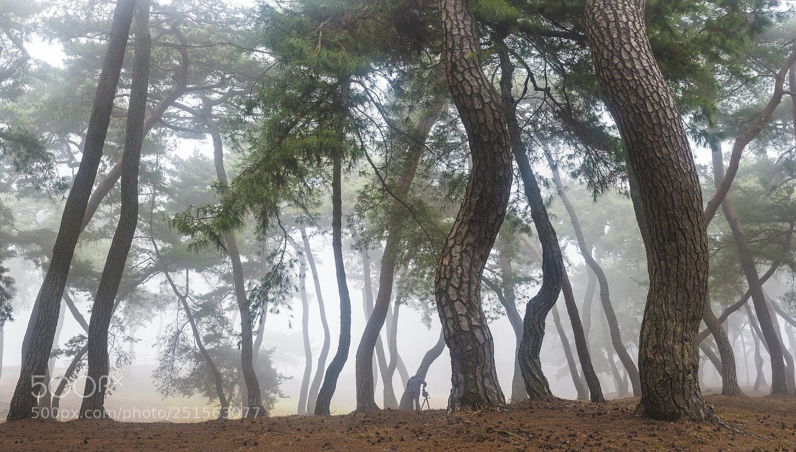Nikon D810 sample photo. The lone forest photography