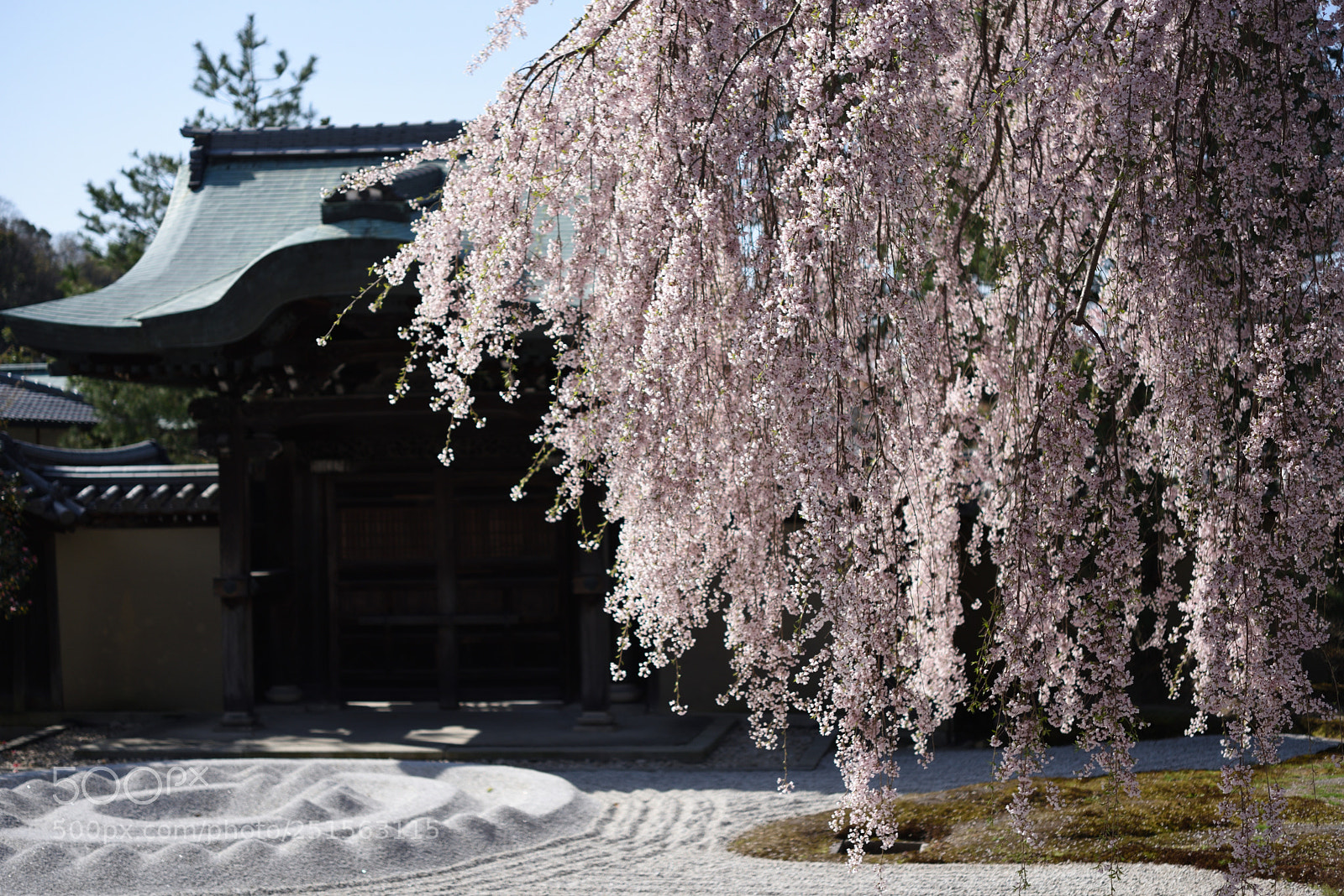Nikon AF-S Micro-Nikkor 60mm F2.8G ED sample photo. 京都高台寺の枝垂れ桜 (2) photography