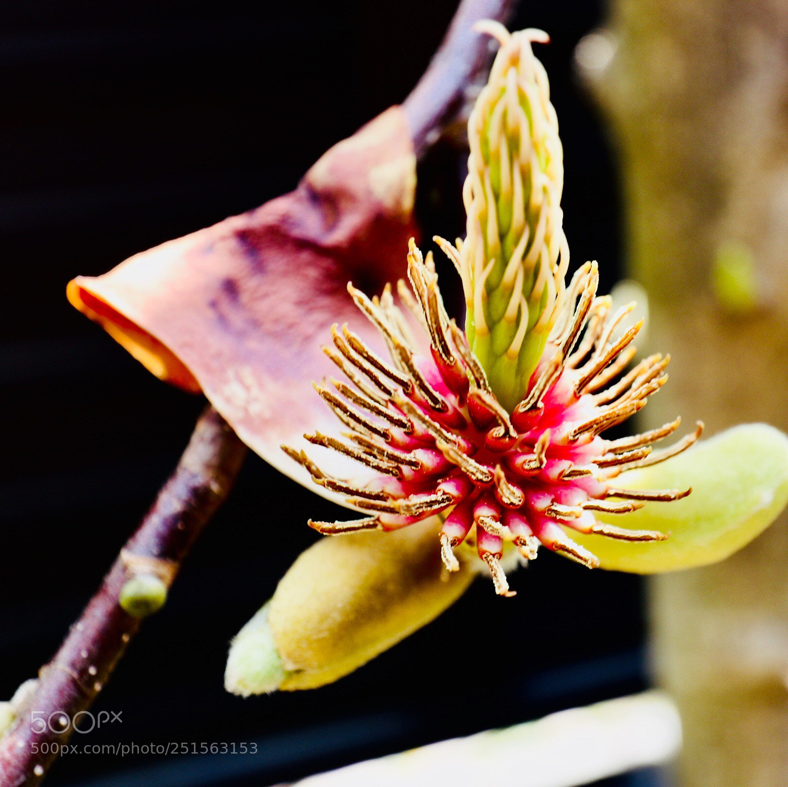 Canon EOS M5 sample photo. Magnolia photography
