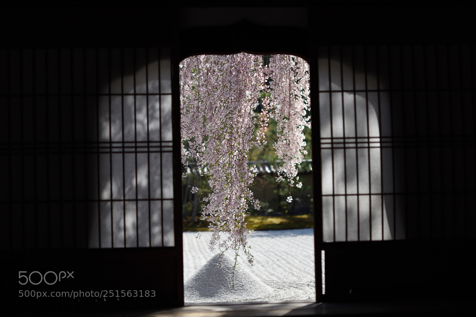 Nikon AF-S Micro-Nikkor 60mm F2.8G ED sample photo. 京都高台寺の枝垂れ桜 photography