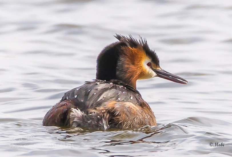 Nikon D850 sample photo. Great crested grebe photography