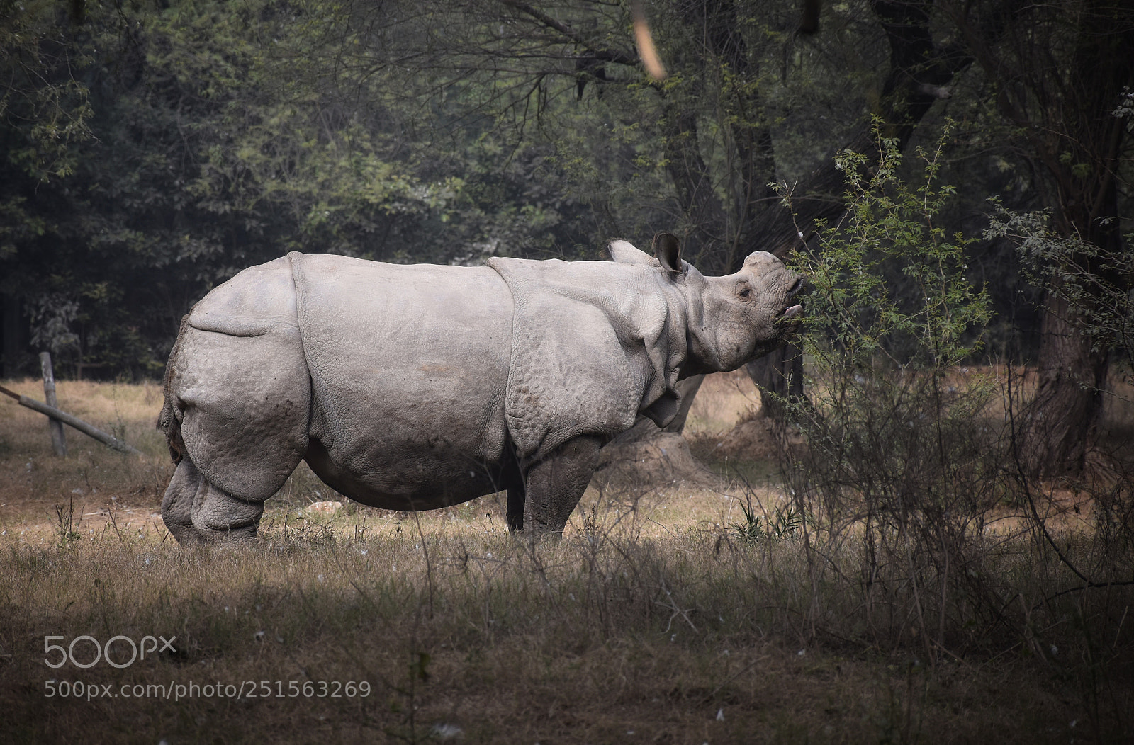 Nikon D5500 sample photo. Hungry rhino photography