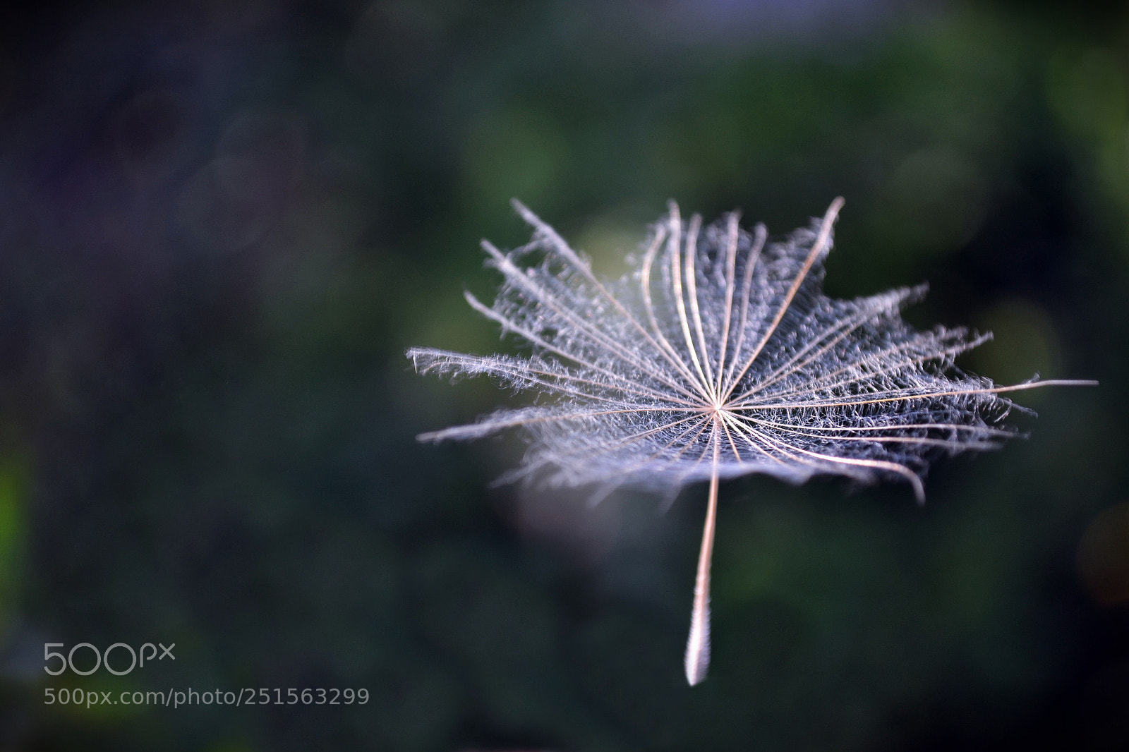 Nikon D3100 sample photo. Fly away photography