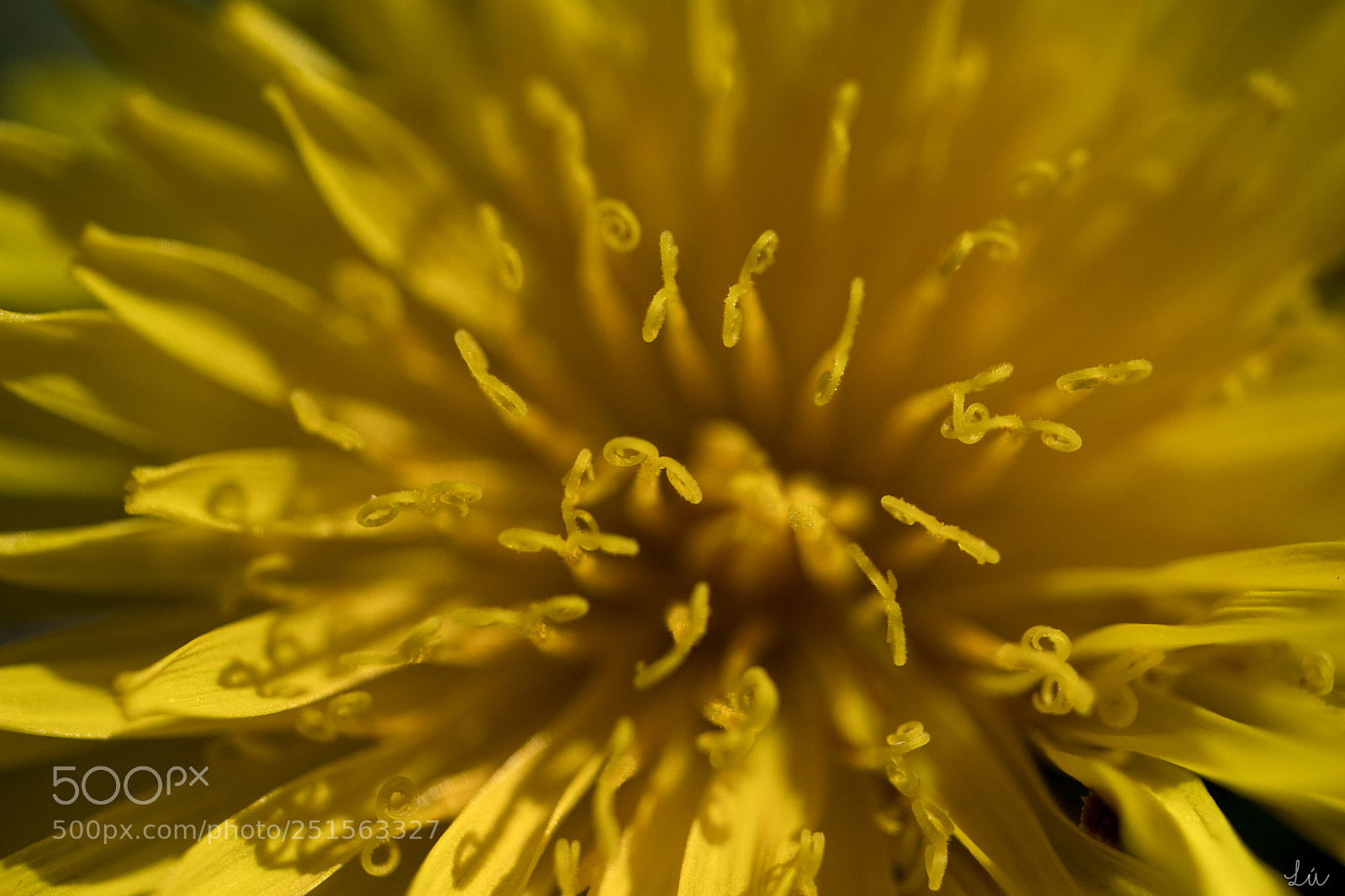 Canon EOS M5 sample photo. Taraxacum officinale photography
