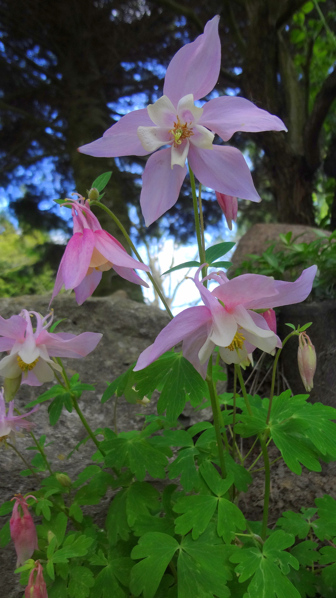 Sony Cyber-shot DSC-WX50 sample photo. Flowers photography