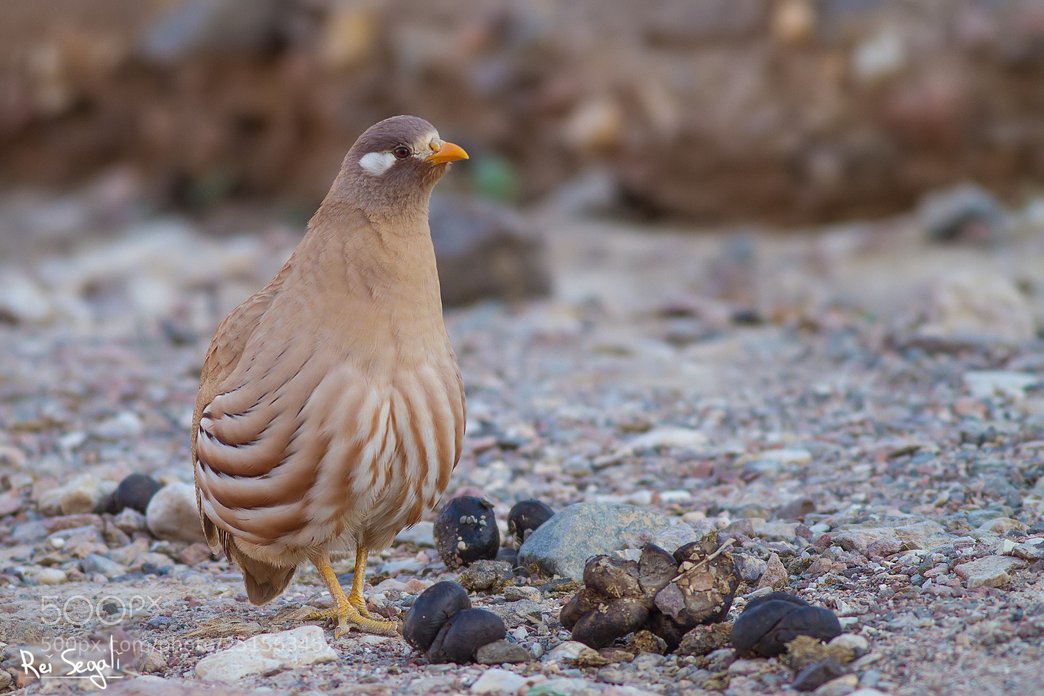 Canon EOS 7D sample photo. Sand partridge photography