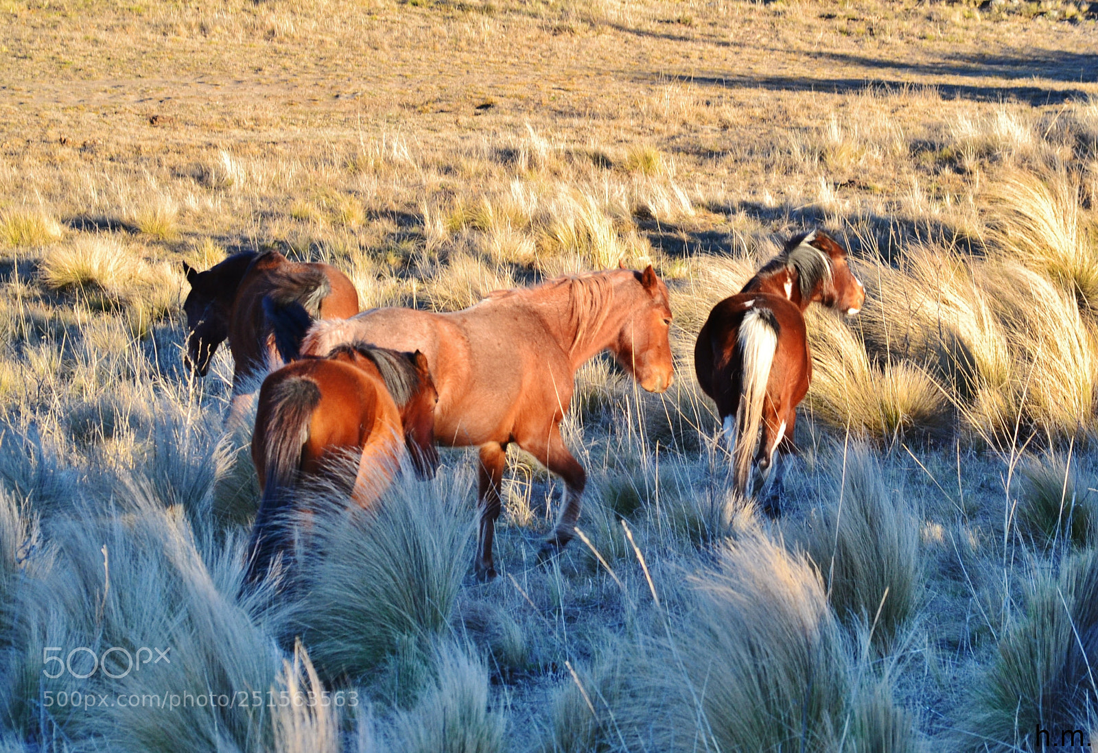 Nikon D3100 sample photo. Dbd o photography