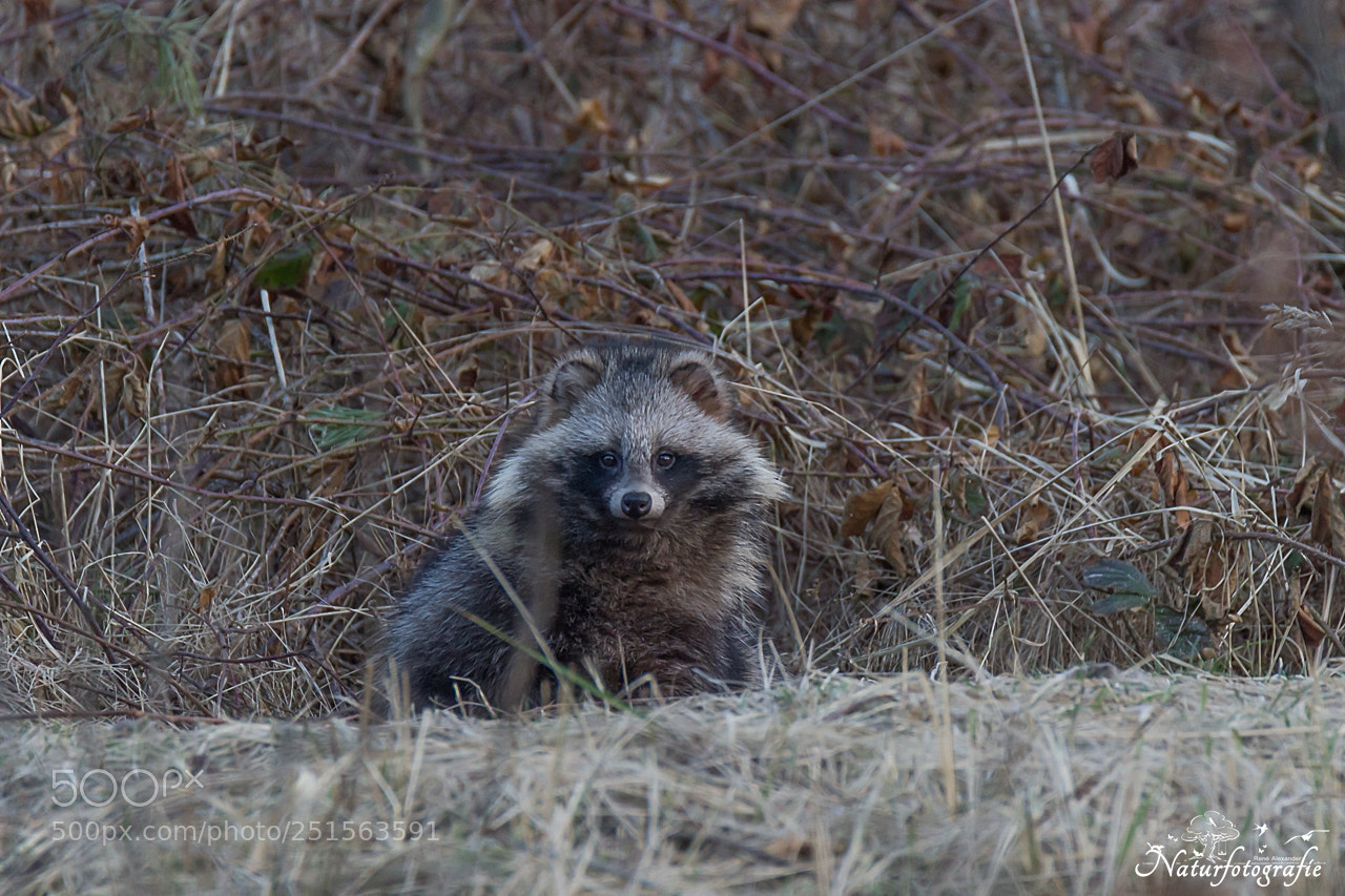 Canon EOS 600D (Rebel EOS T3i / EOS Kiss X5) sample photo. Marderhund photography