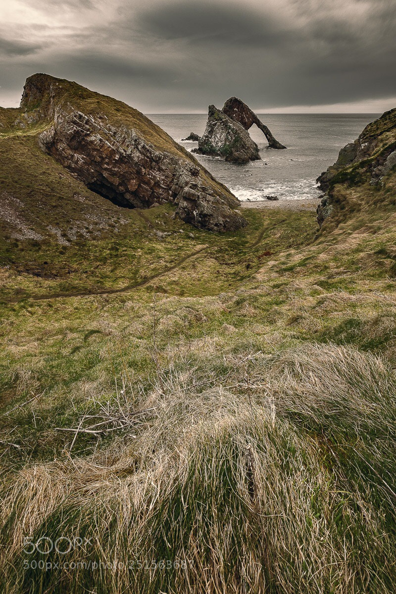 Fujifilm X-T2 sample photo. Sea elephant and grass  photography