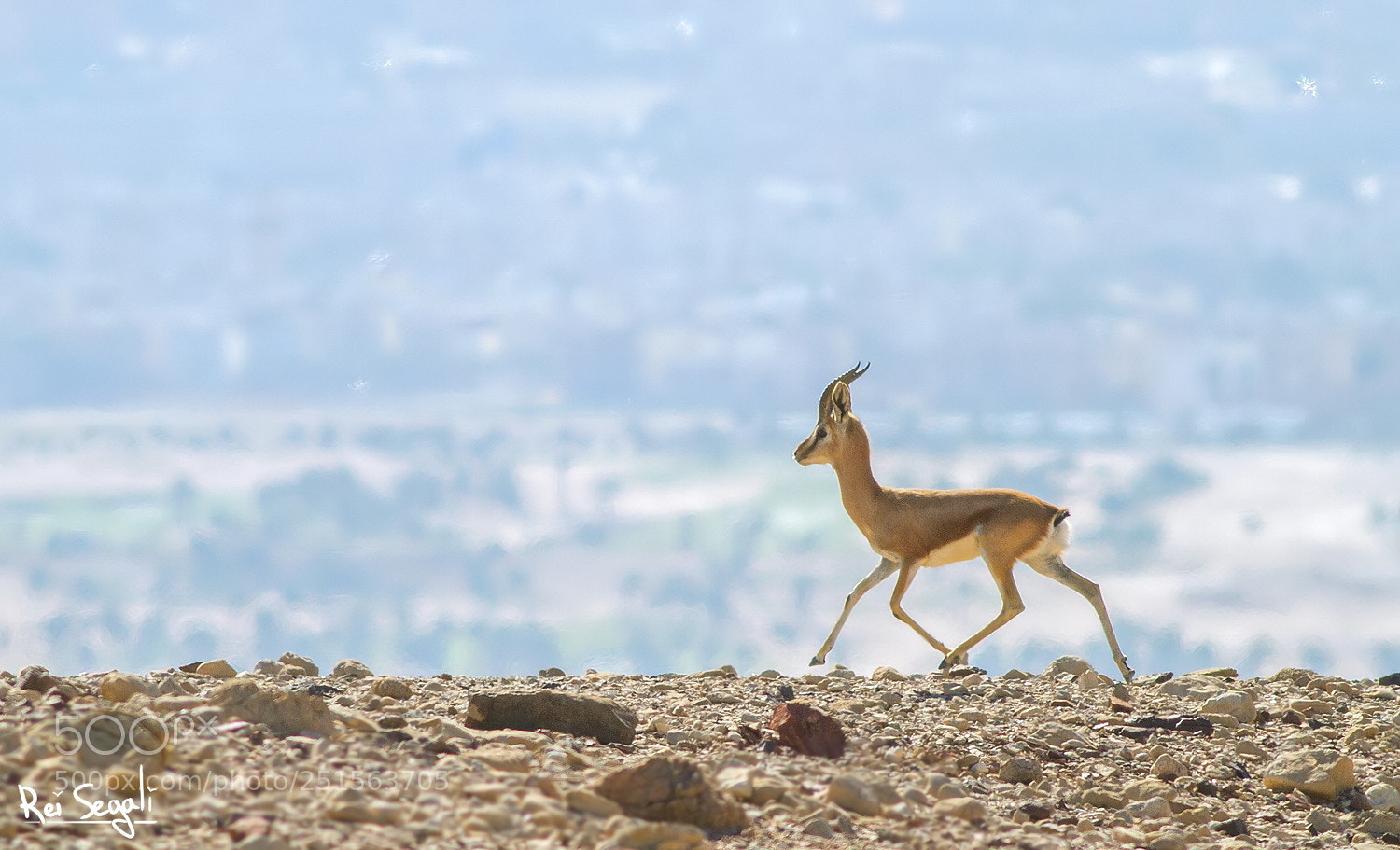 Canon EOS 7D sample photo. Dorcas gazelle photography
