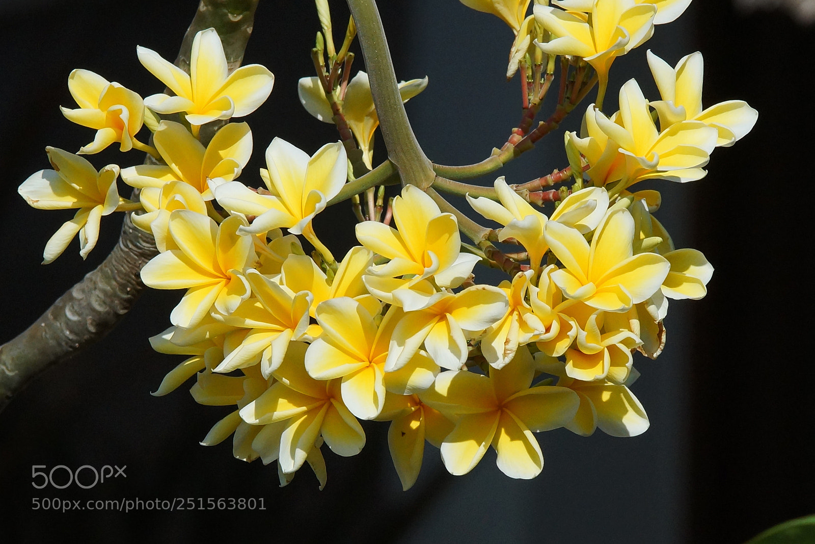Sony SLT-A77 sample photo. Frangipani, plumeria photography