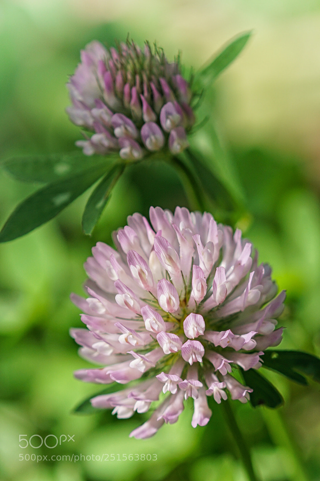 Sony ILCA-77M2 sample photo. Red clover, trifolium pratense photography