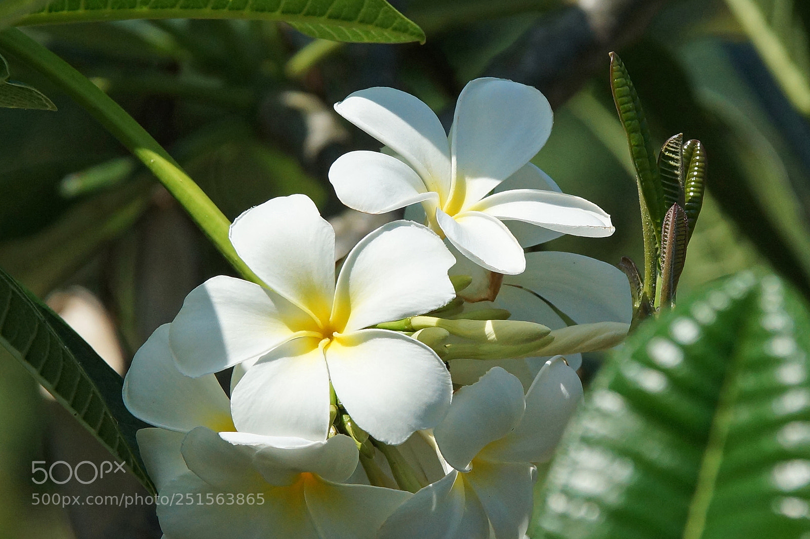 Sony SLT-A77 sample photo. Frangipani, plumeria photography