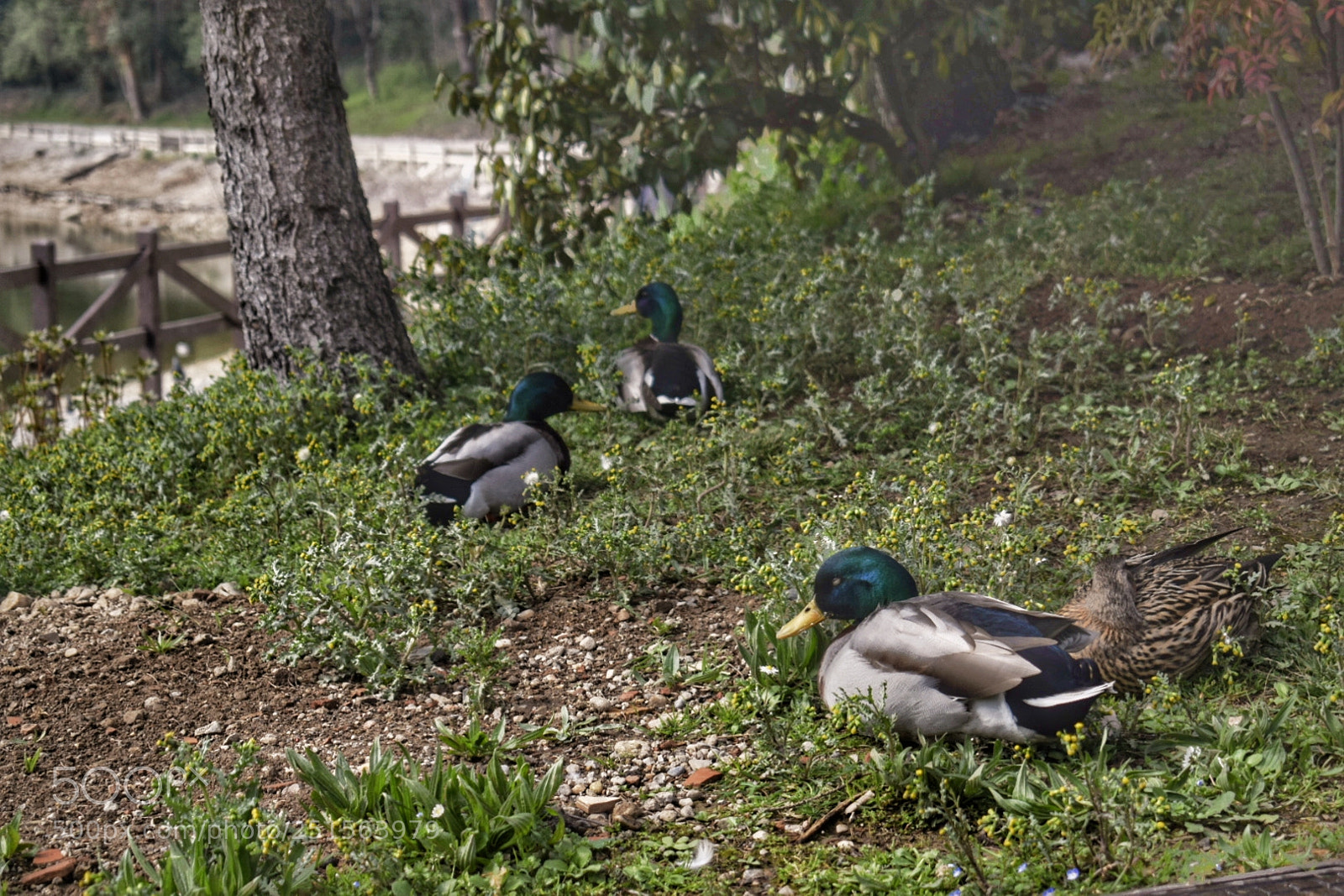 Nikon D5300 sample photo. Tired ducks photography