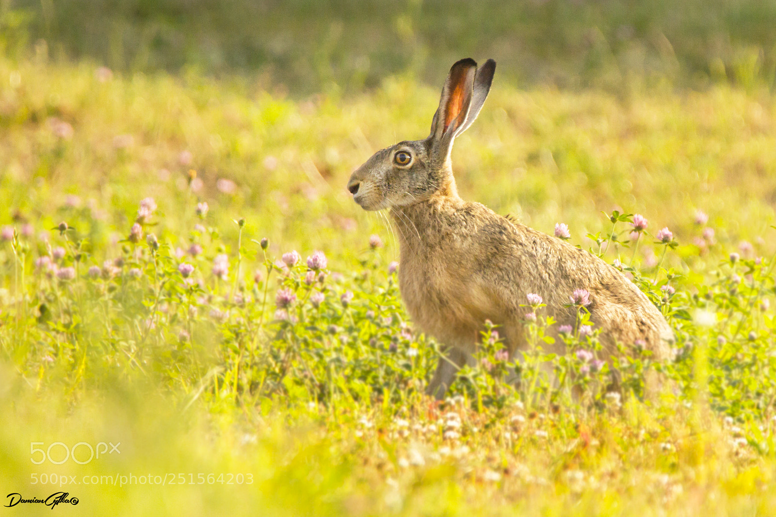 Canon EOS 50D sample photo. European hare (lepus europaeus) photography