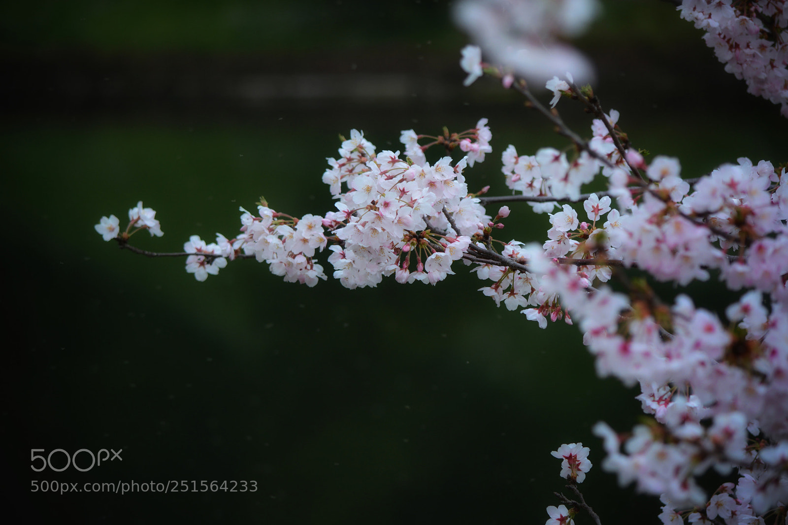 Nikon D7100 sample photo. Untitled photography