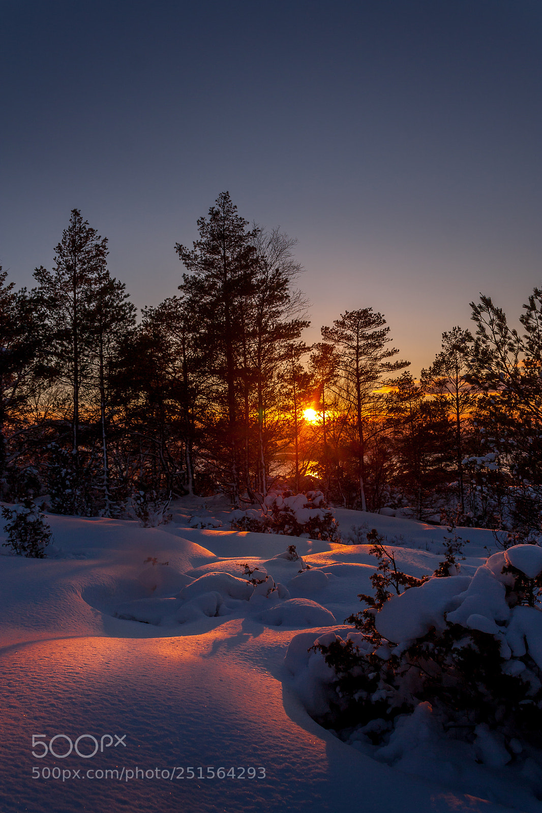 Canon EOS 450D (EOS Rebel XSi / EOS Kiss X2) sample photo. Sunset in the forest photography