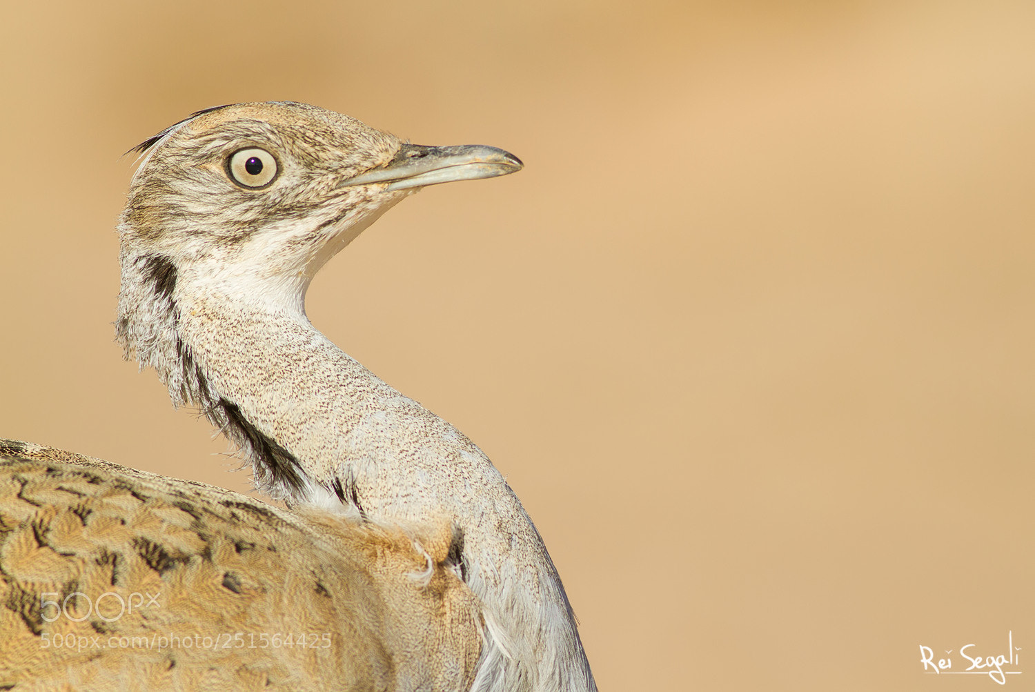 Canon EOS 7D sample photo. Macqueen's bustard photography