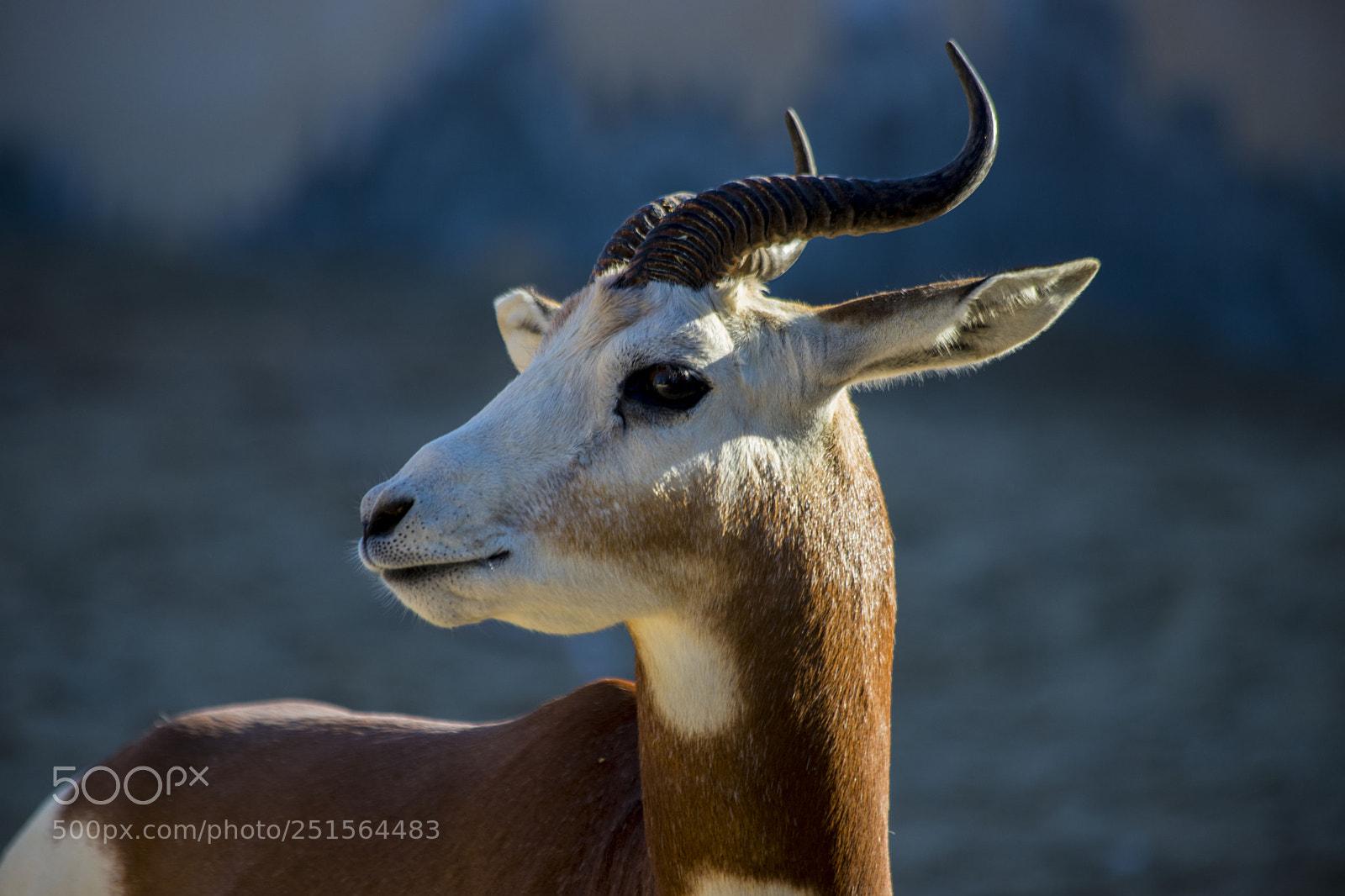 Canon EOS 6D Mark II sample photo. Beautiful deer photography