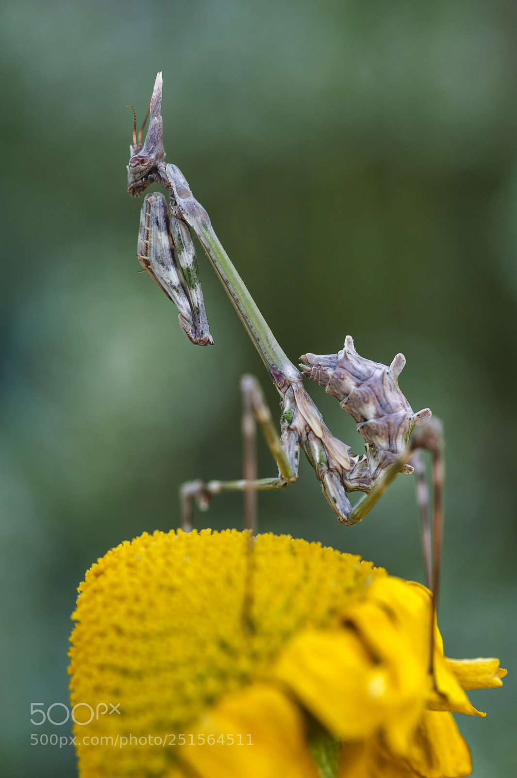 Nikon D700 sample photo. Empusa photography
