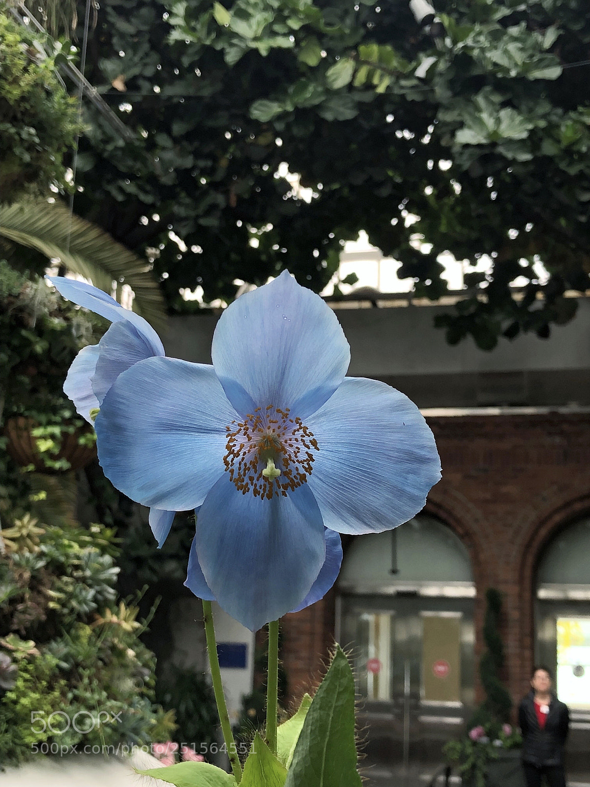 Apple iPhone X sample photo. Untitled photography