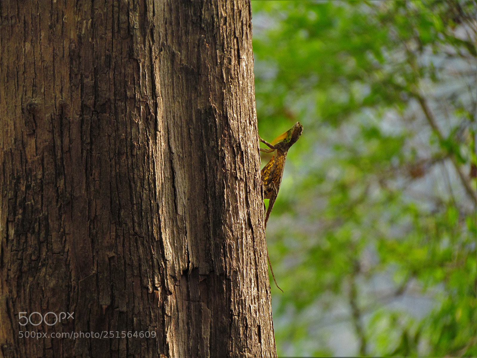 Canon PowerShot SX30 IS sample photo. Flying lizard photography