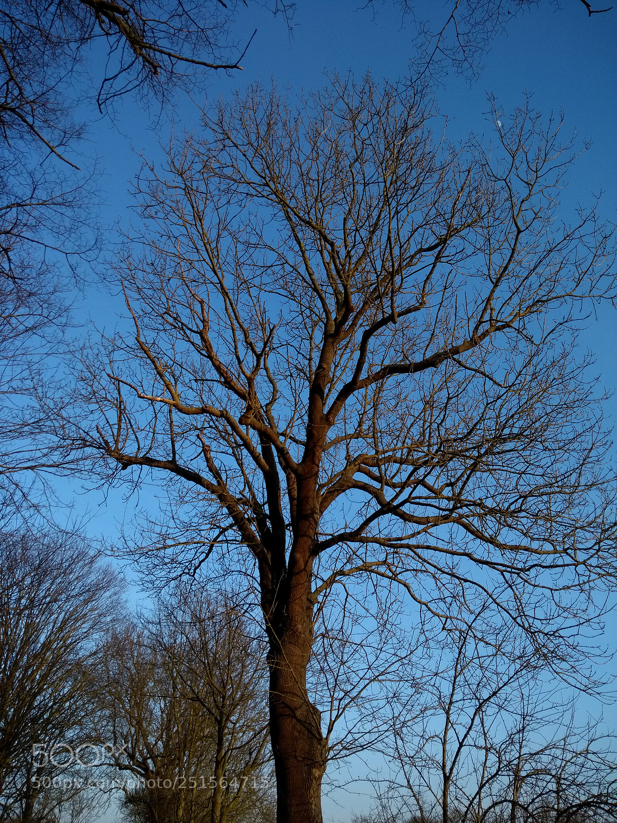 Motorola Moto G (5th Gen) sample photo. Untitled photography