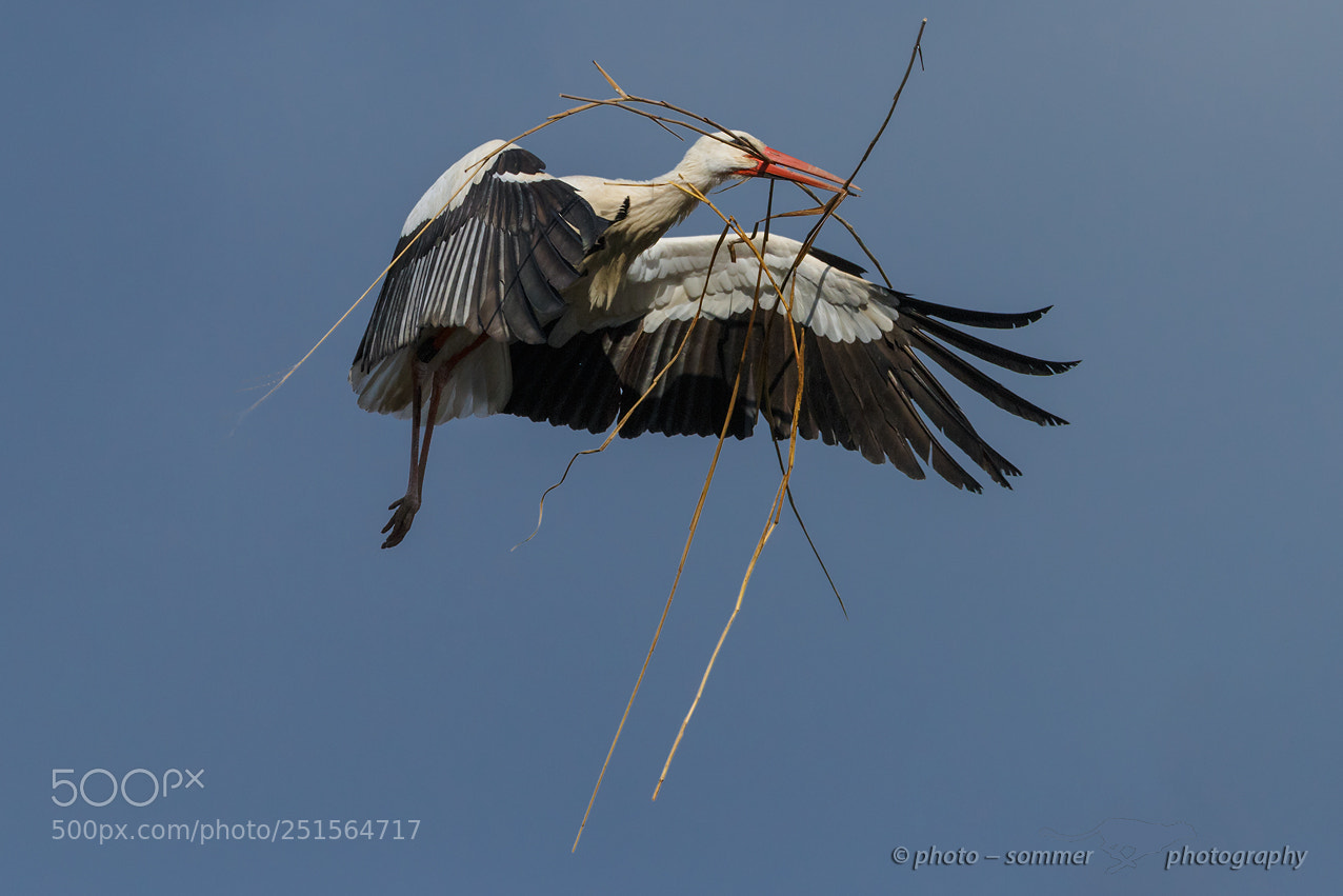 Canon EOS 70D sample photo. White stork photography