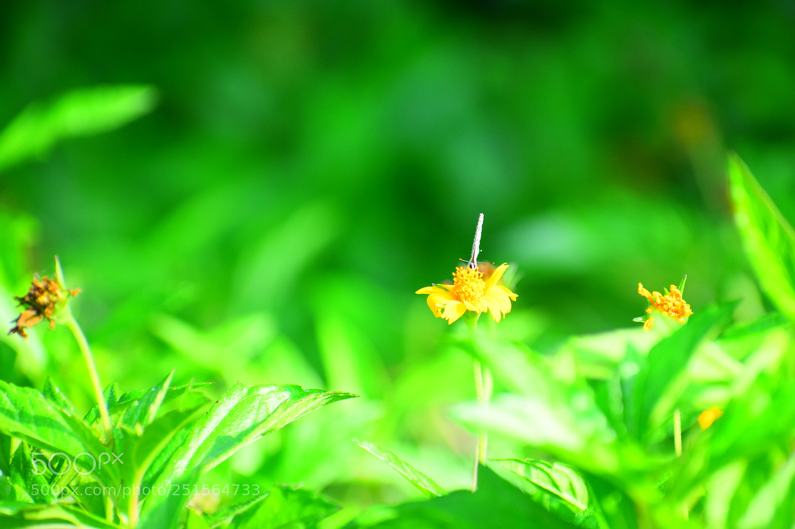 Nikon D3300 sample photo. Untitled photography