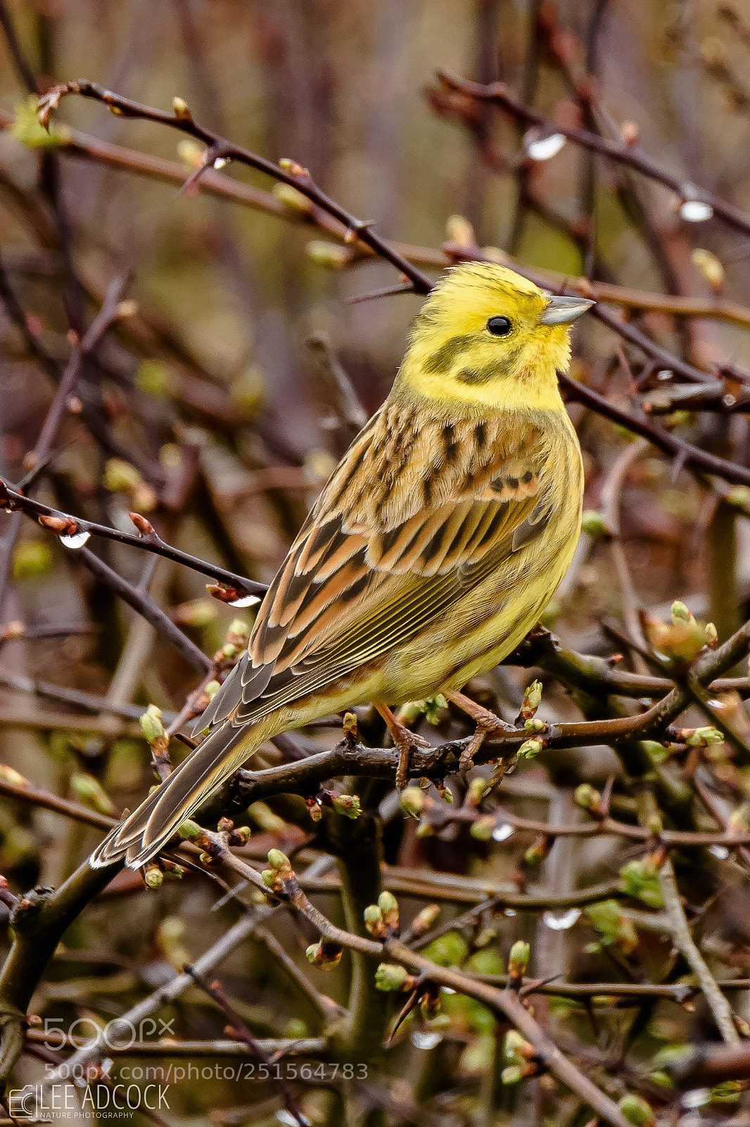 Nikon D7200 sample photo. Yellow hammer photography