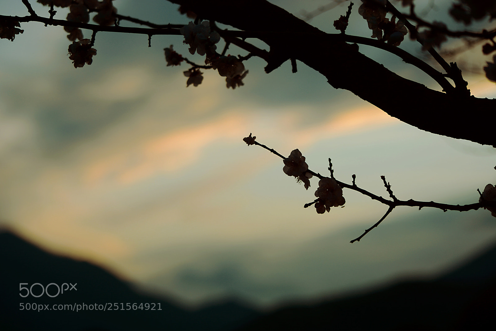 Nikon D7100 sample photo. Untitled photography