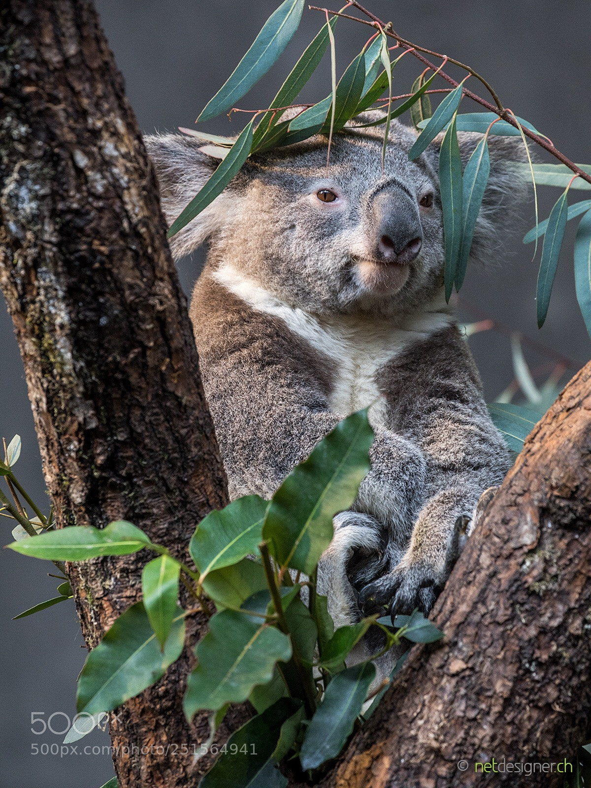 Canon EOS 5D Mark IV sample photo. Koala photography