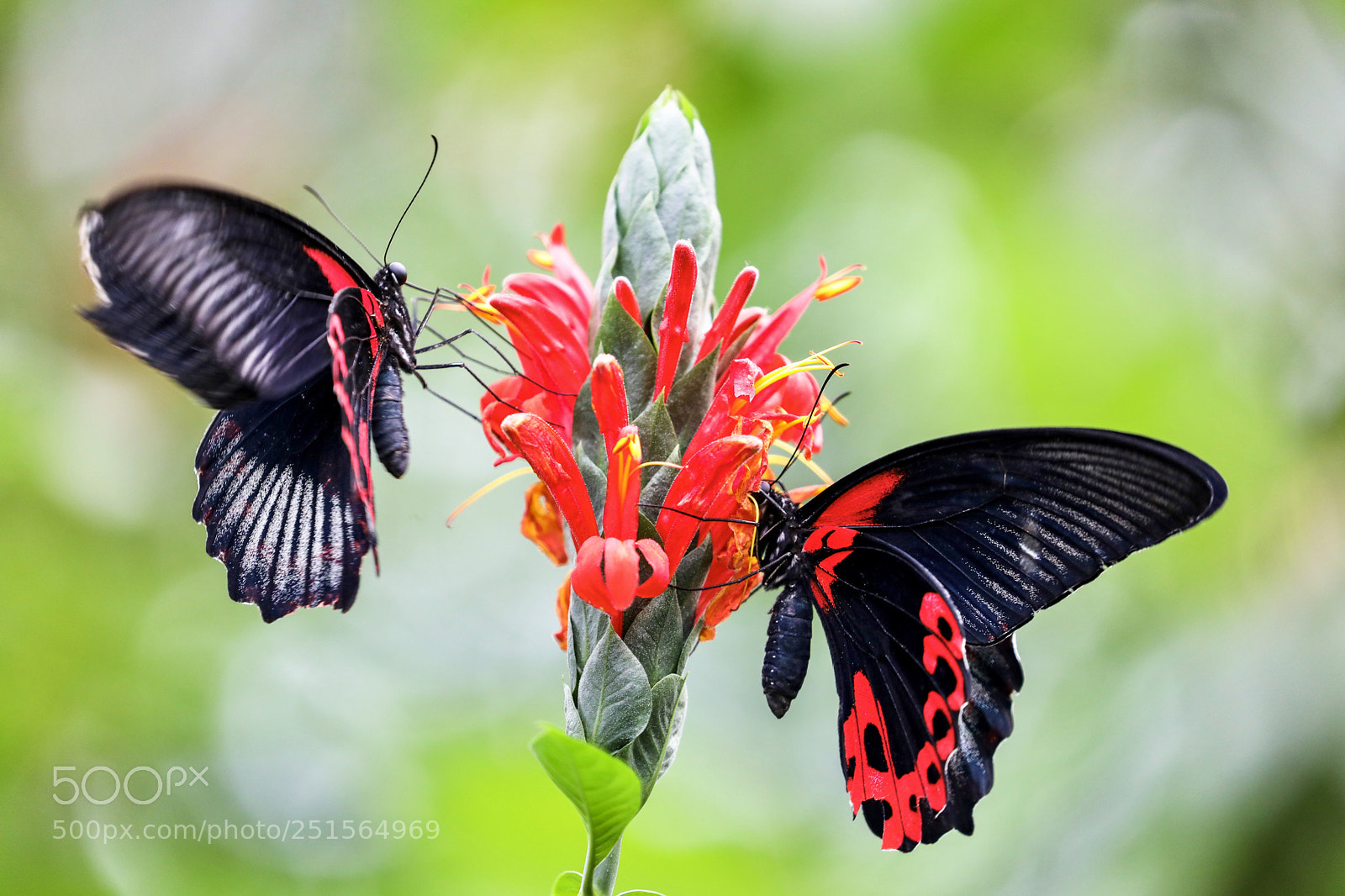 Canon EOS 5D Mark IV sample photo. Butterflies photography
