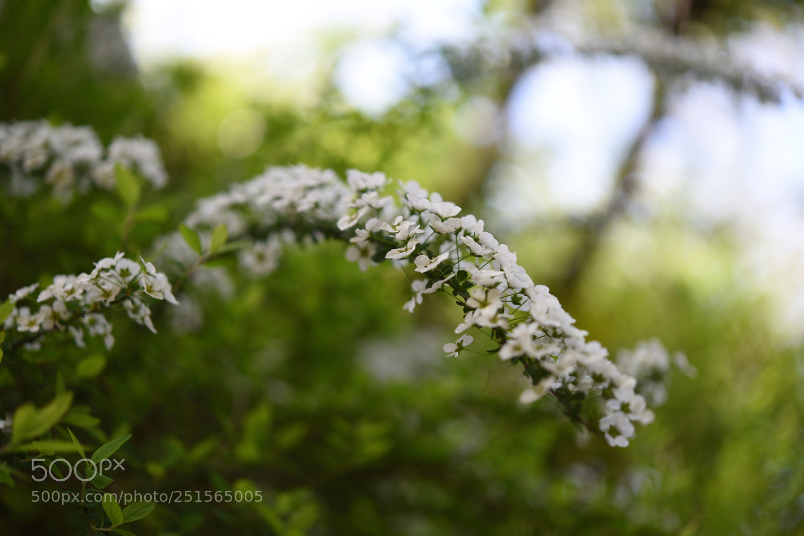Nikon AF-S Micro-Nikkor 60mm F2.8G ED sample photo. ユキヤナギ 京都高台寺 photography
