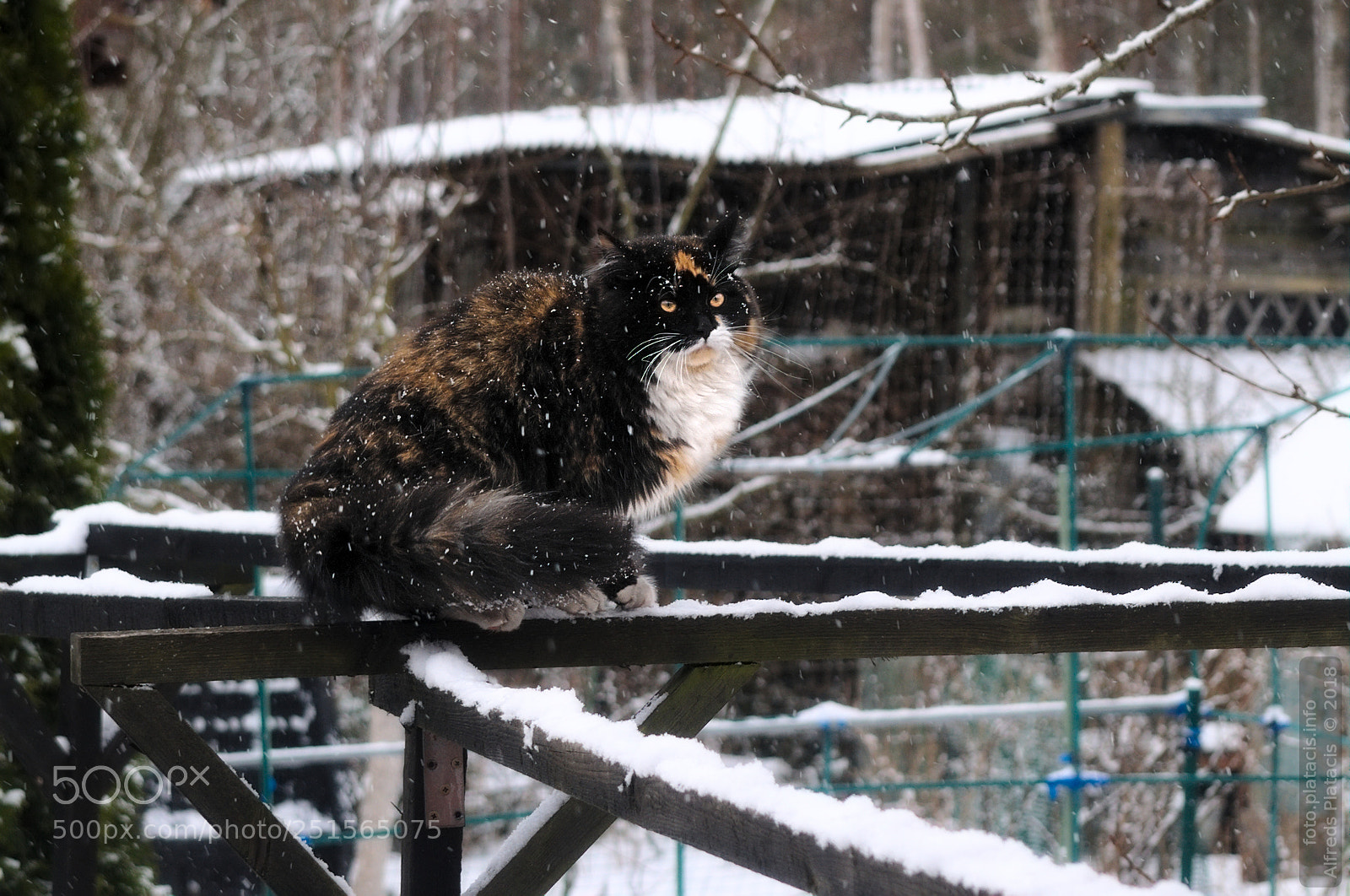 Nikon D300 sample photo. Snow shower photography