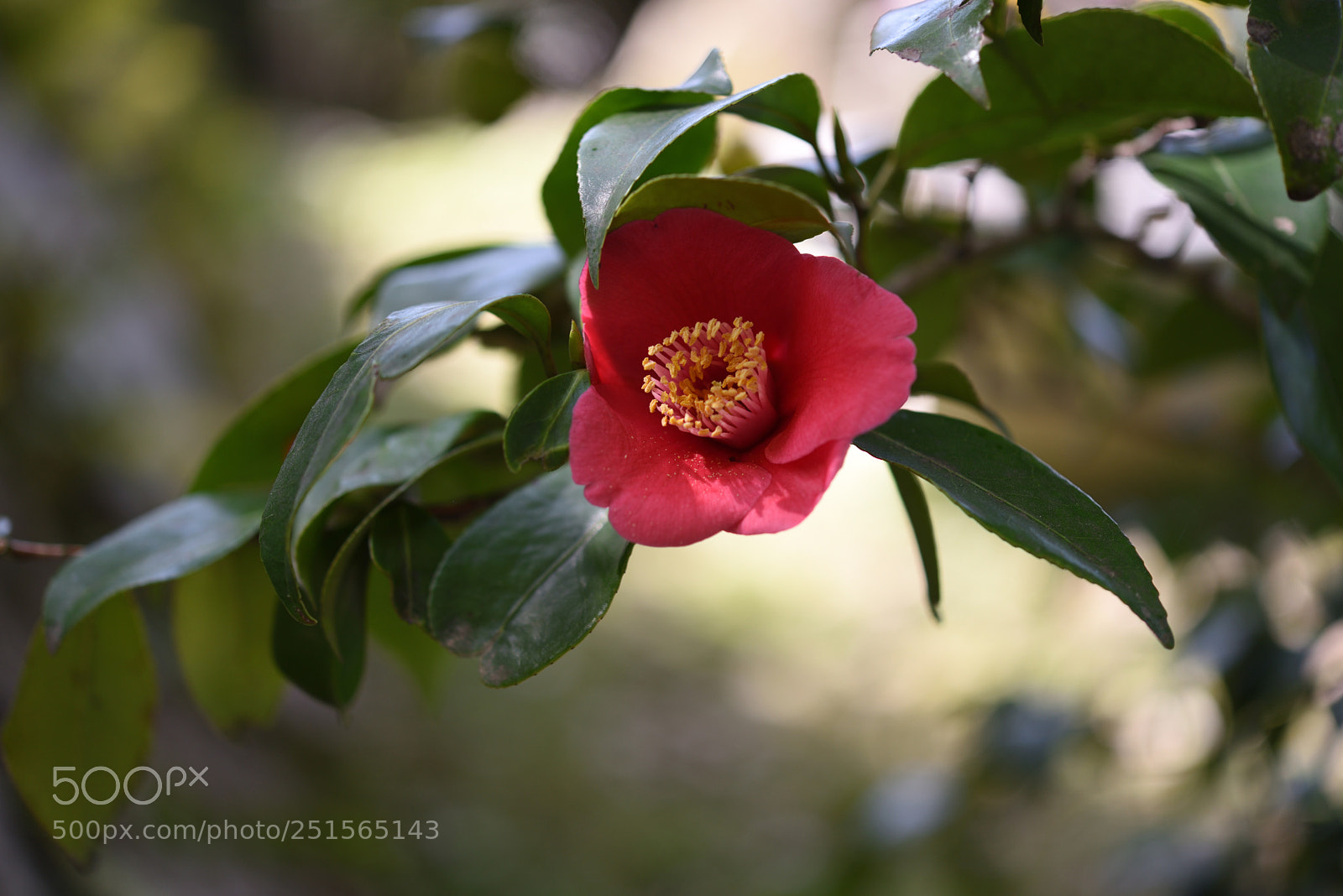 Nikon AF-S Micro-Nikkor 60mm F2.8G ED sample photo. ツバキ 京都高台寺 photography