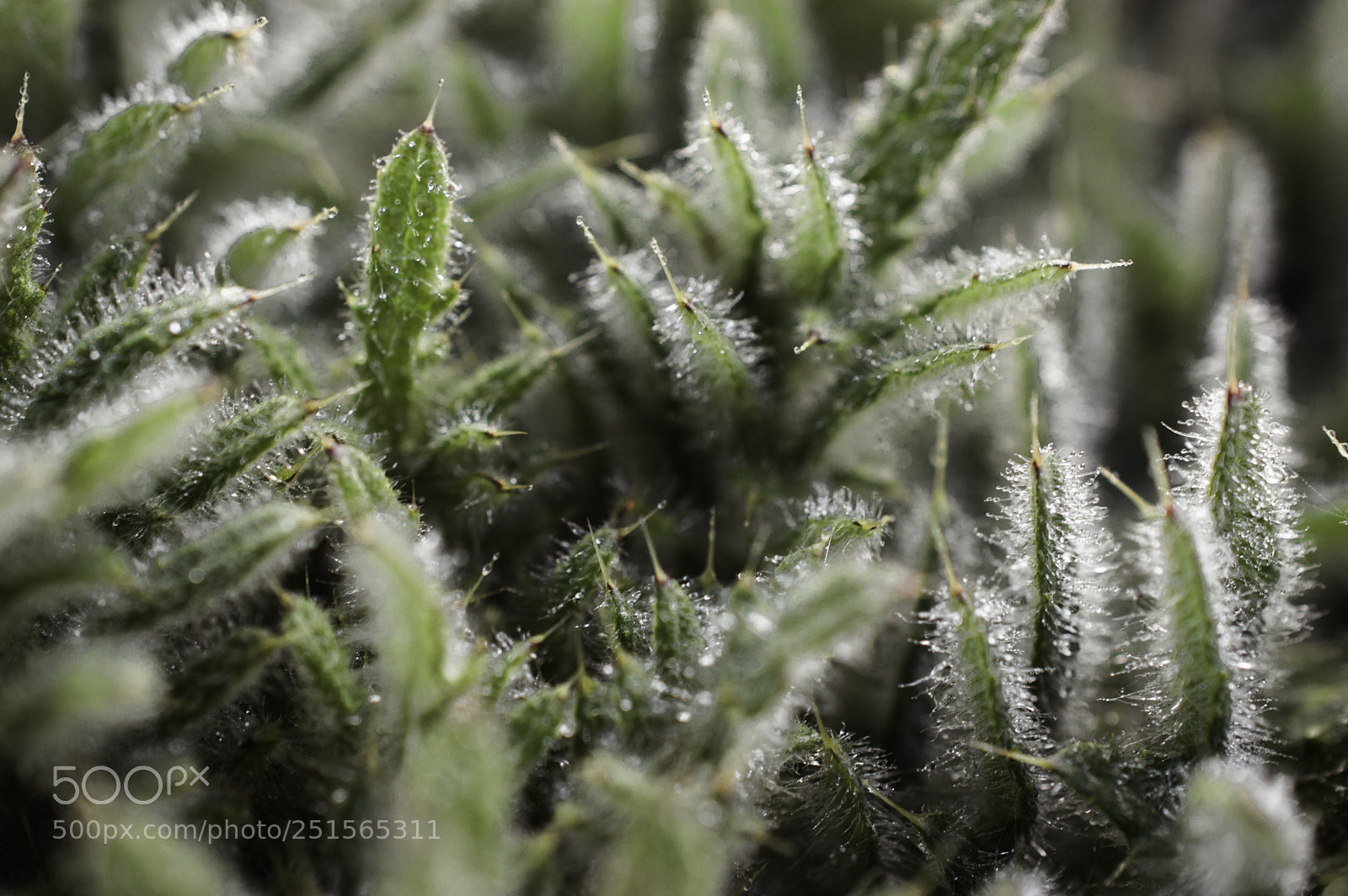 Nikon D3200 sample photo. Dew on plant photography